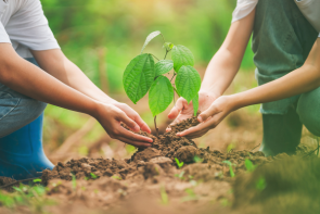 Plant a sapling